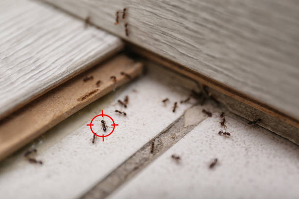 Best Best Pest Control Companies  in Anderson Creek, NC