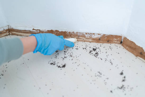 Best Flea Control Services  in Anderson Creek, NC